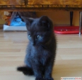 Elżunia - śliczna mała czarna koteczka do adopcji