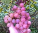 Sadzonki winorośli- winogrona, winnica "Roberta