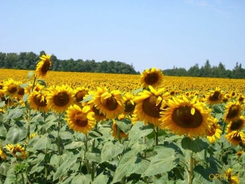 Ukraina.Slonecznik konfekcyjny od producenta rozm.36~1,7 zl/kg,38~2 zl/kg